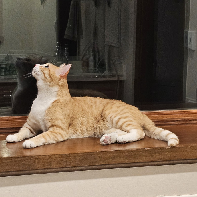 Melissa's Fur Baby Sitting