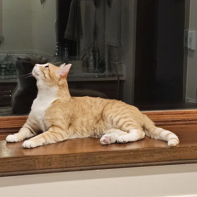 Melissa's Fur Baby Sitting