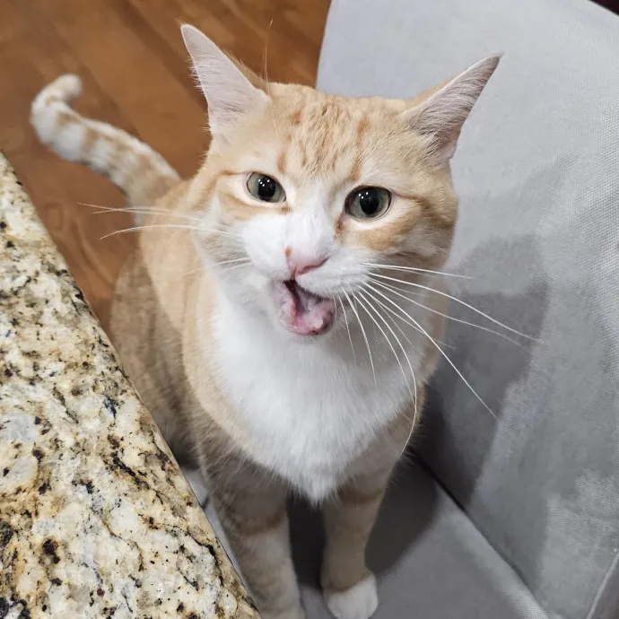 Melissa's Fur Baby Sitting