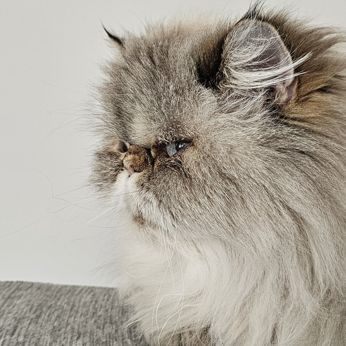Melissa's Fur Baby Sitting