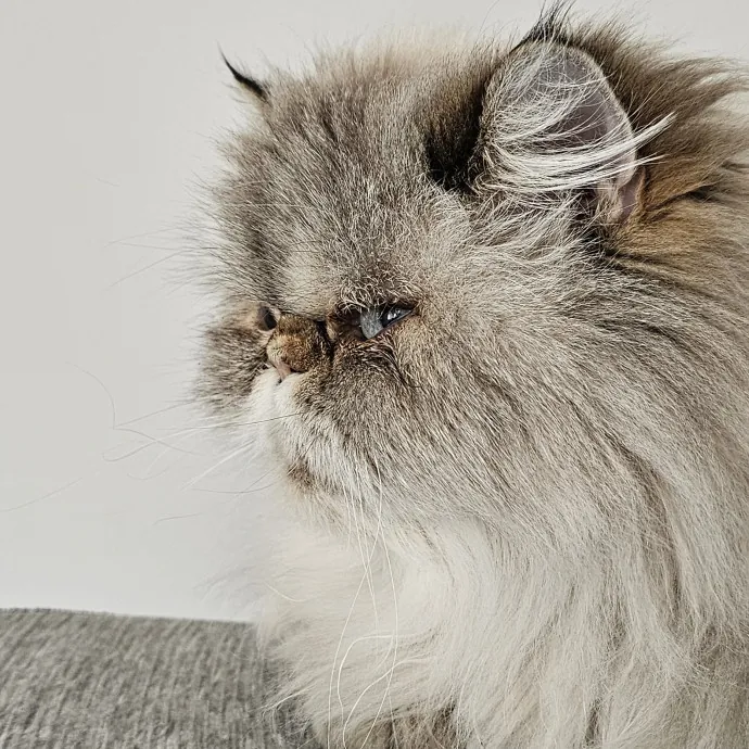 Melissa's Fur Baby Sitting