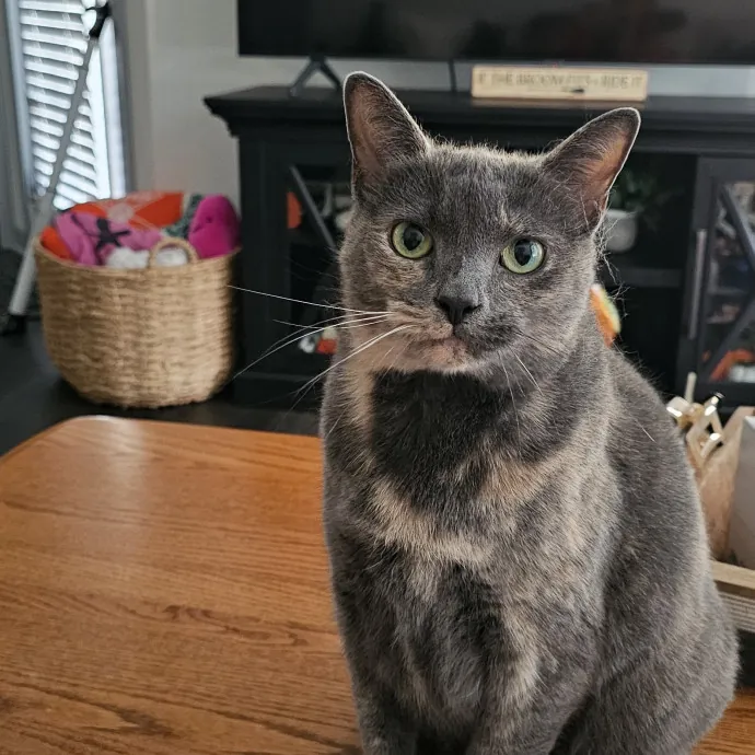 Melissa's Fur Baby Sitting