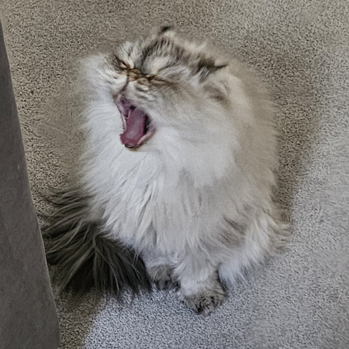 Melissa's Fur Baby Sitting