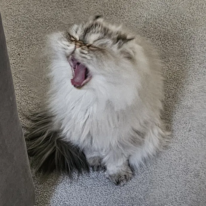 Melissa's Fur Baby Sitting