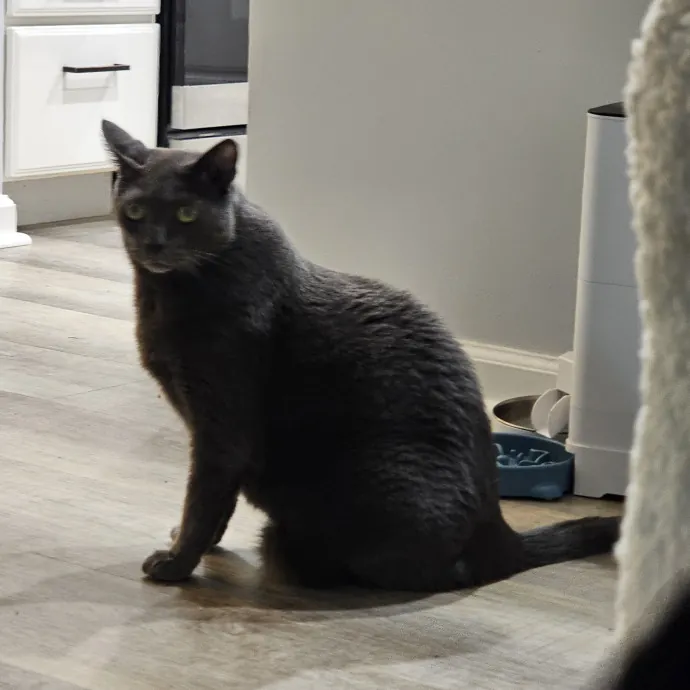 Melissa's Fur Baby Sitting