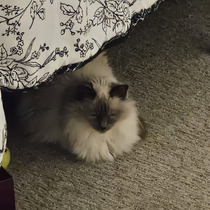 Melissa's Fur Baby Sitting