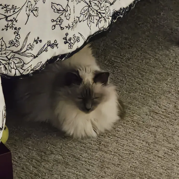 Melissa's Fur Baby Sitting