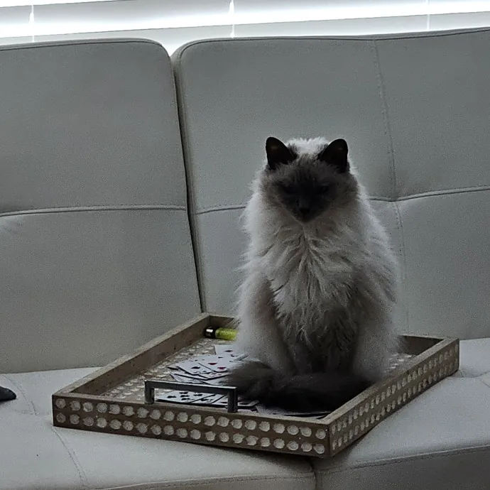 Melissa's Fur Baby Sitting