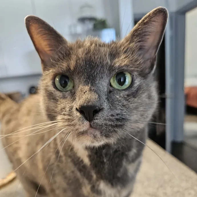 Melissa's Fur Baby Sitting