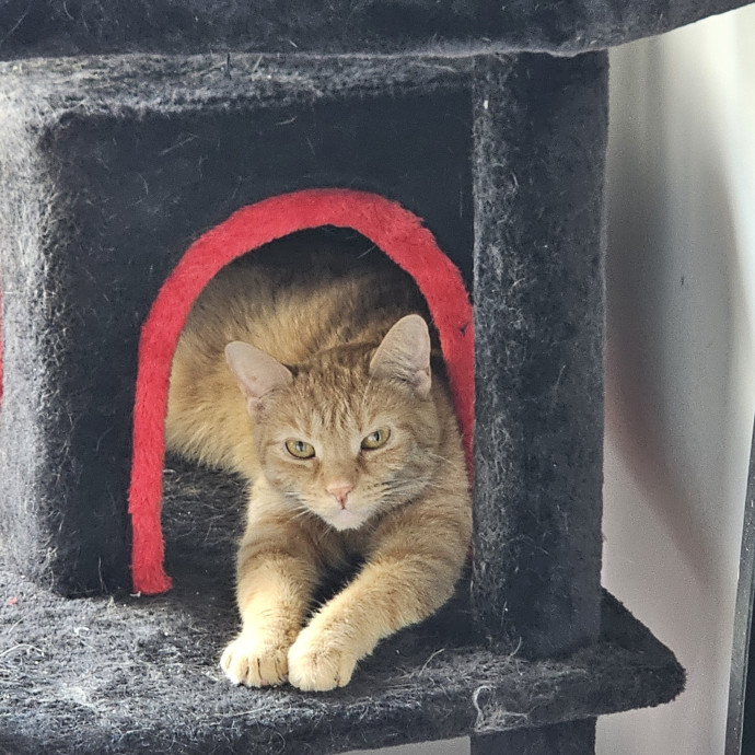 Melissa's Fur Baby Sitting