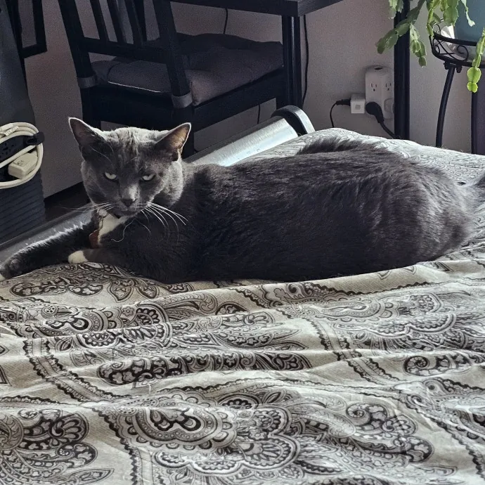 Melissa's Fur Baby Sitting photo 3