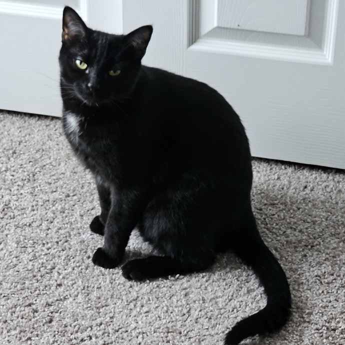 Melissa's Fur Baby Sitting photo 2