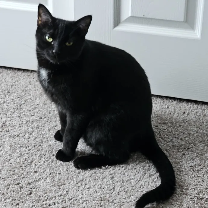 Melissa's Fur Baby Sitting photo 2