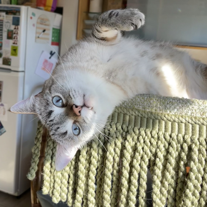 Friend To All Furry Felines photo 2