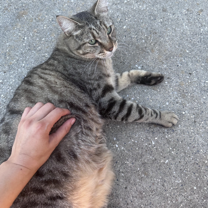 A Young Professional Who Loves Cats