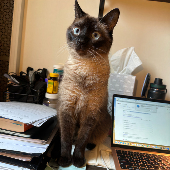Farah's Purrfect Cat Sitting