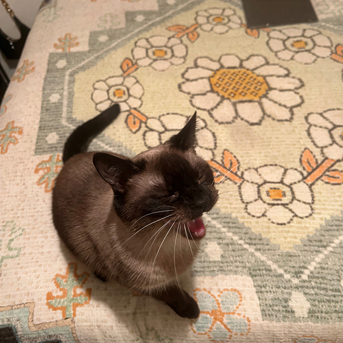 Farah's Purrfect Cat Sitting