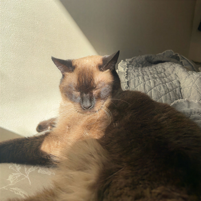 Farah's Purrfect Cat Sitting photo 2