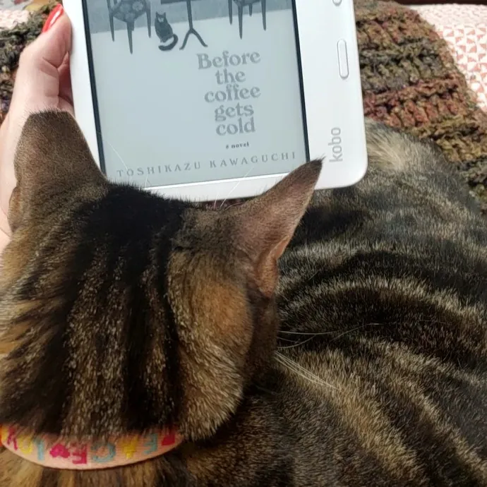 Allison's Cat Wonderland