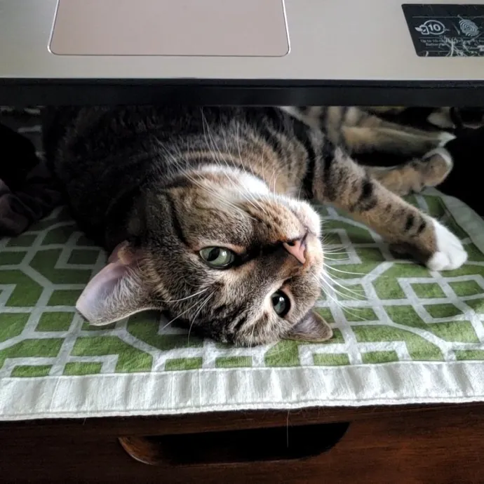 Allison's Cat Wonderland