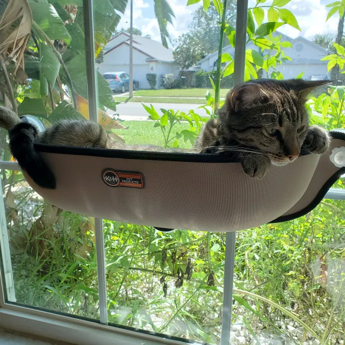 Allison's Cat Wonderland