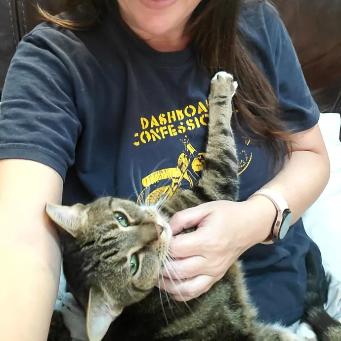 Allison's Cat Wonderland