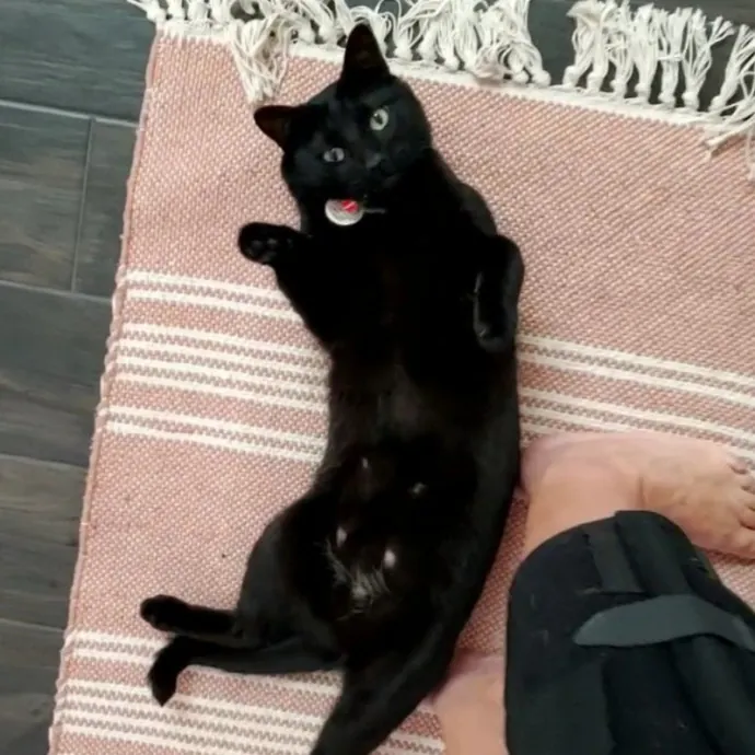 Allison's Cat Wonderland