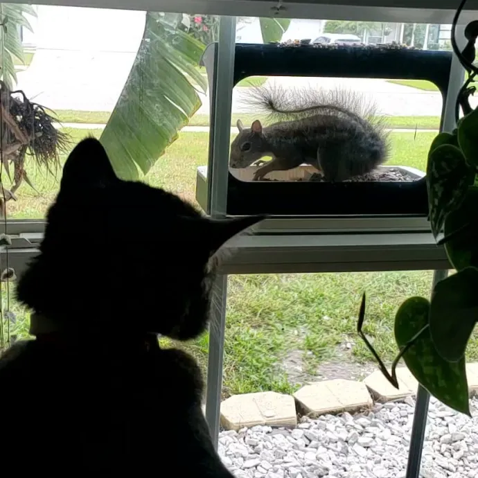 Allison's Cat Wonderland