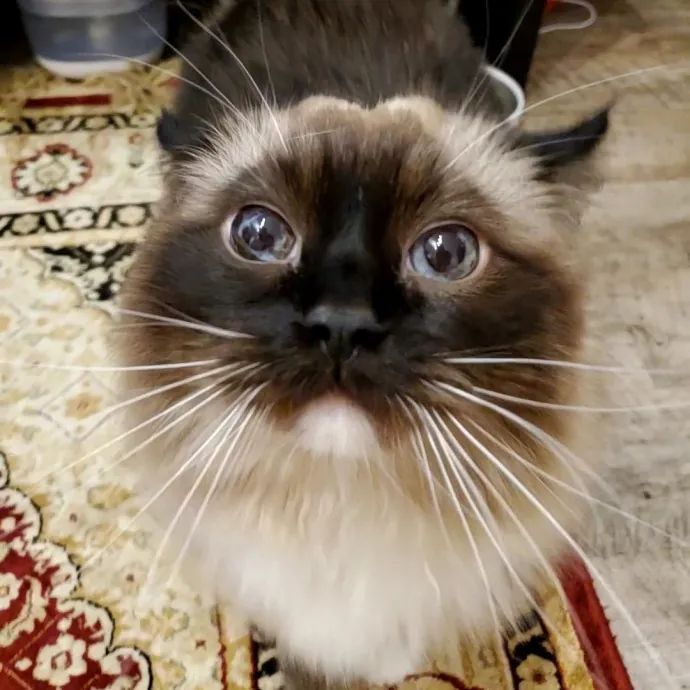 Allison's Cat Wonderland