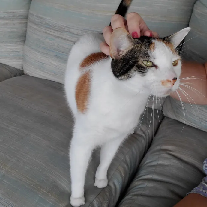 Allison's Cat Wonderland