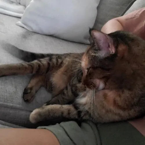 Allison's Cat Wonderland