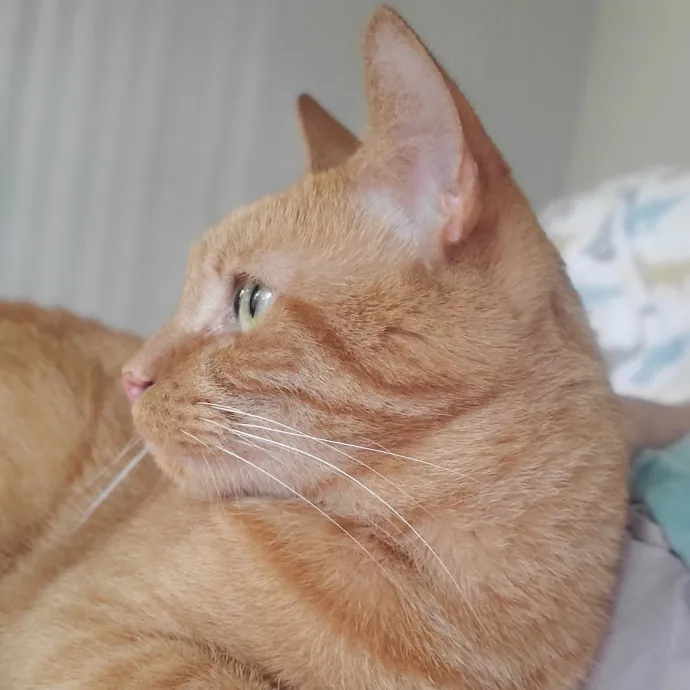 Allison's Cat Wonderland