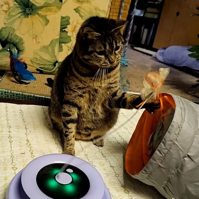 Allison's Cat Wonderland