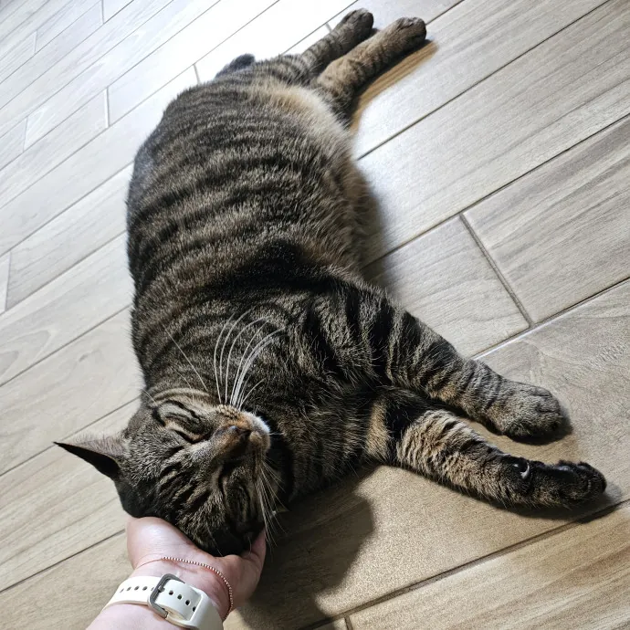 Allison's Cat Wonderland