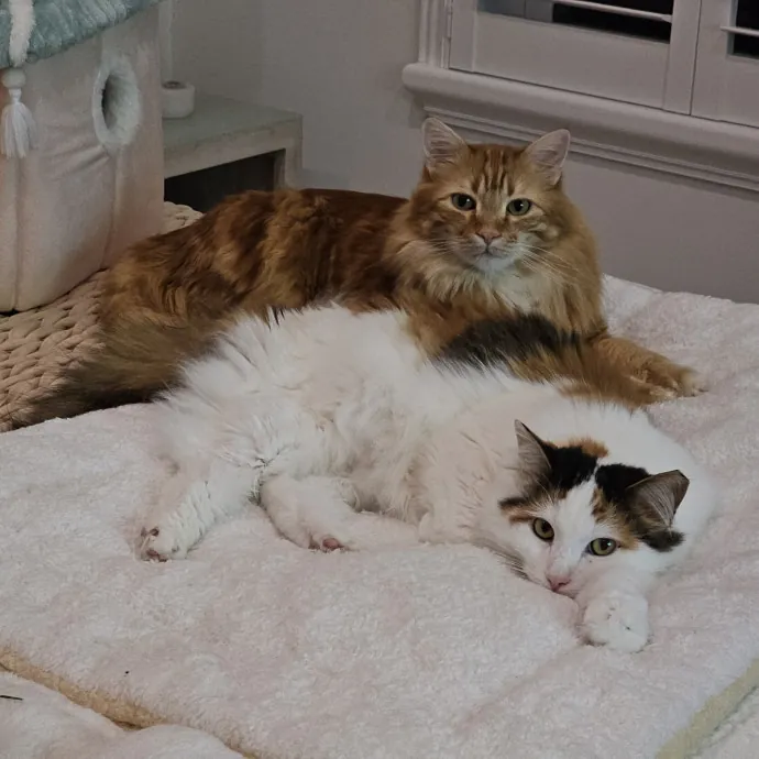 Allison's Cat Wonderland