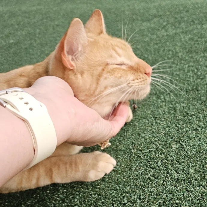 Allison's Cat Wonderland