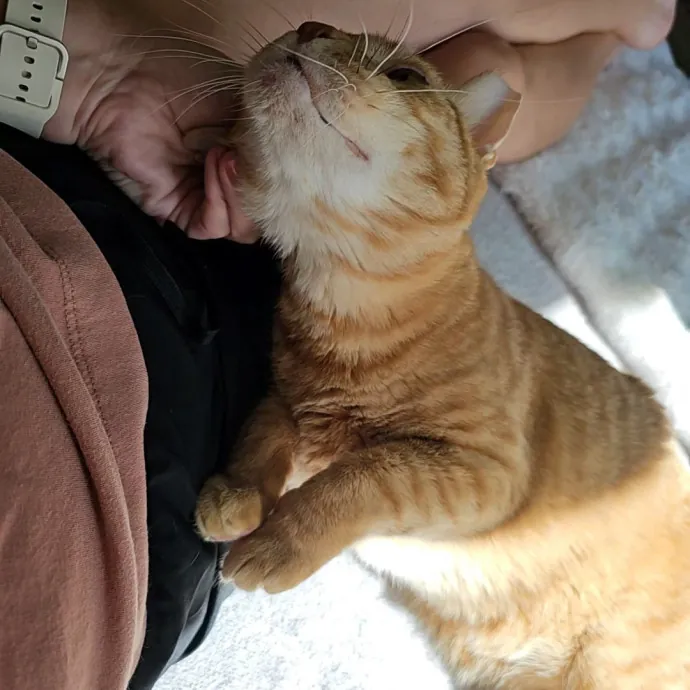 Allison's Cat Wonderland