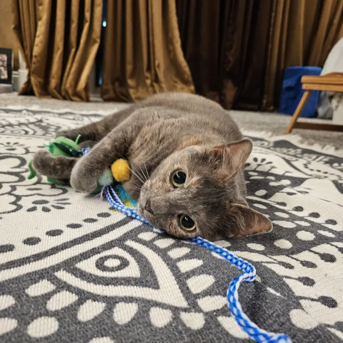 Allison's Cat Wonderland