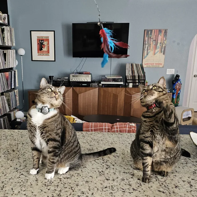 Allison's Cat Wonderland