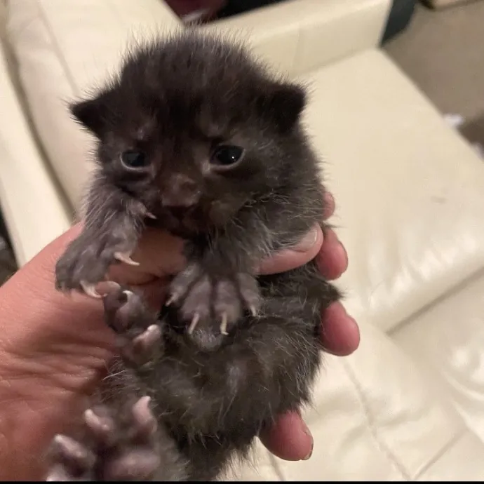 Rosie P.