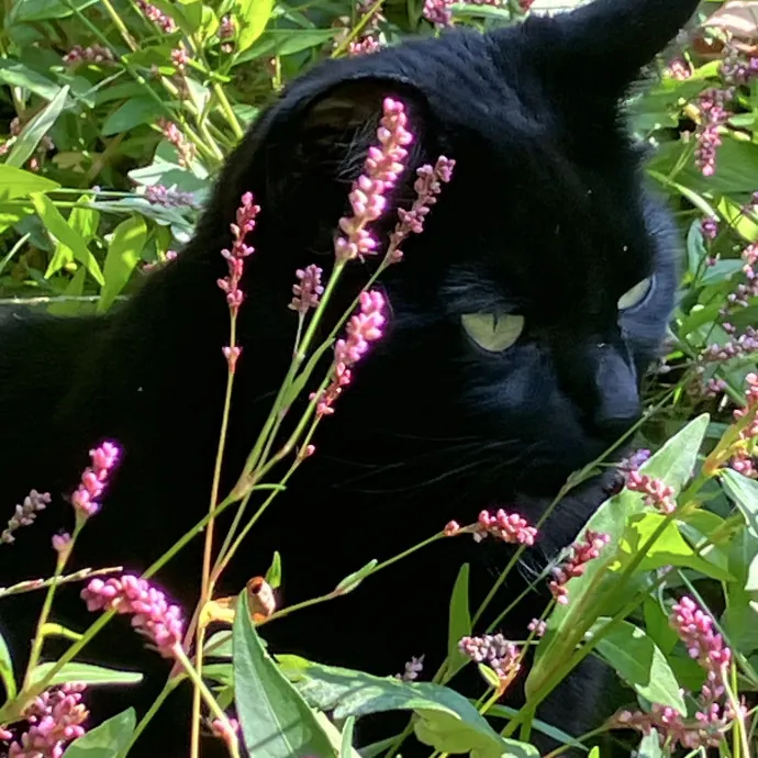 Rosie P.