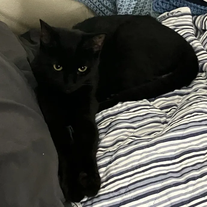 Rosie P.