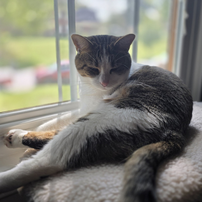 Cat Momma