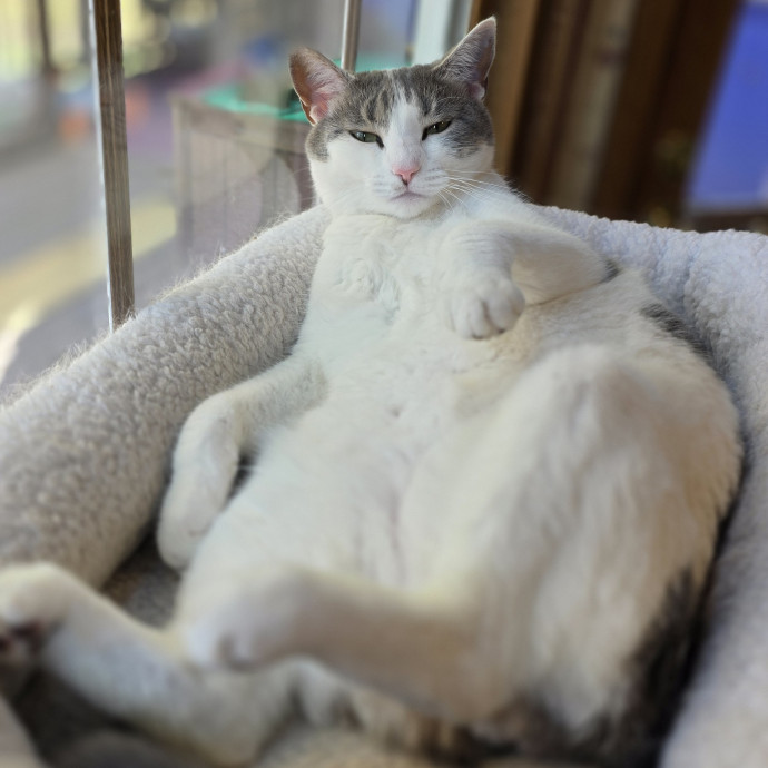 Cat Momma photo 3