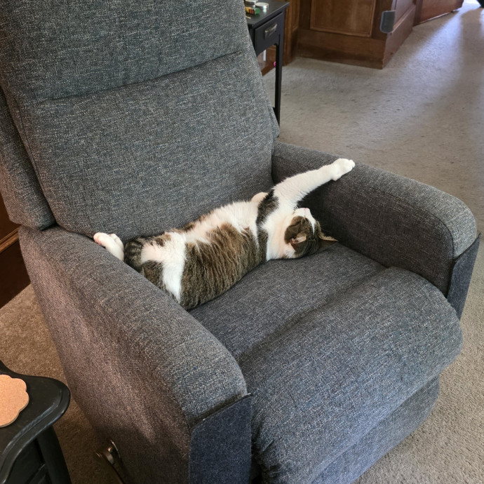 Cat Momma photo 2