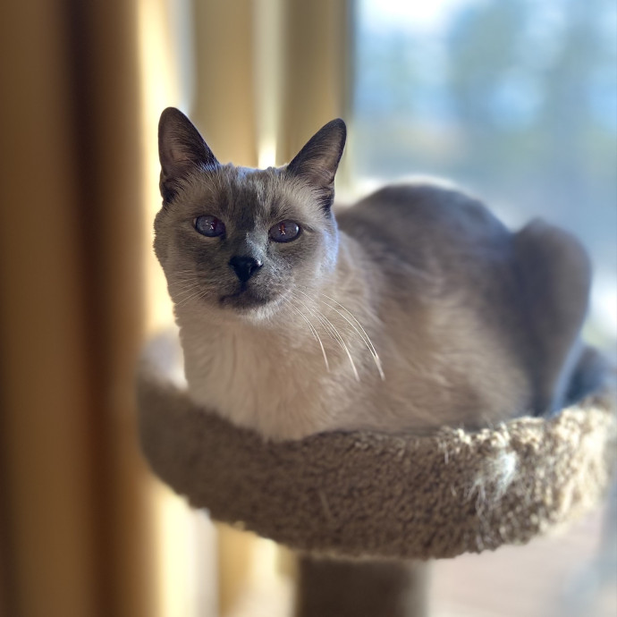 Personalized Loving Cat Care