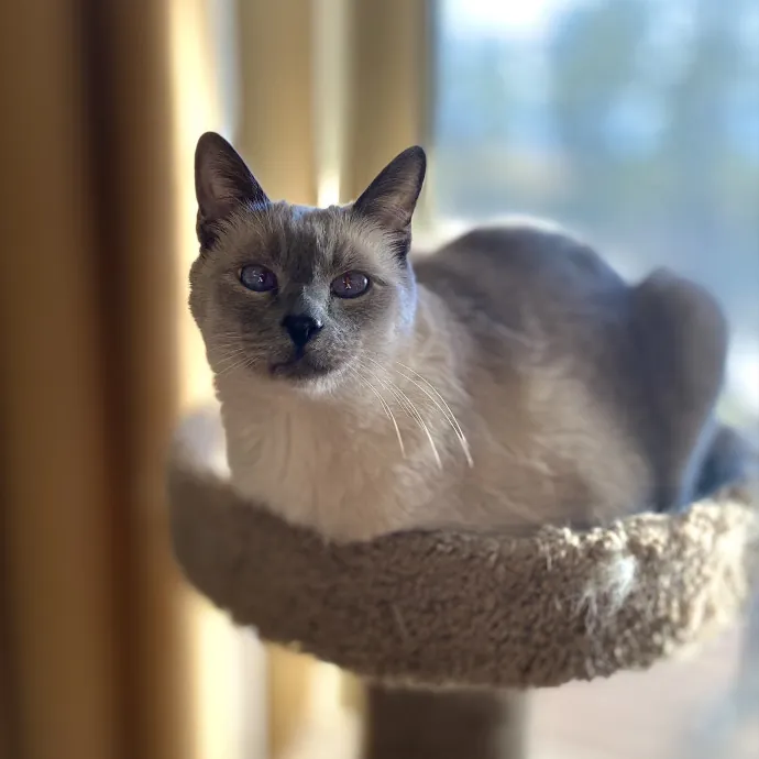 Personalized Loving Cat Care photo 3