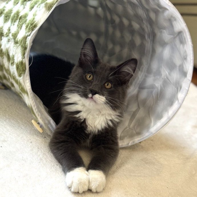 Personalized Loving Cat Care photo 3