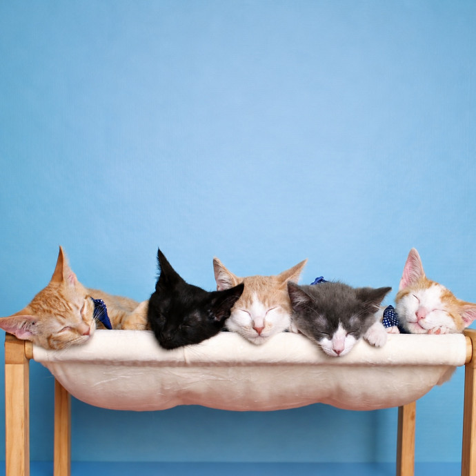 Personalized Loving Cat Care photo 2