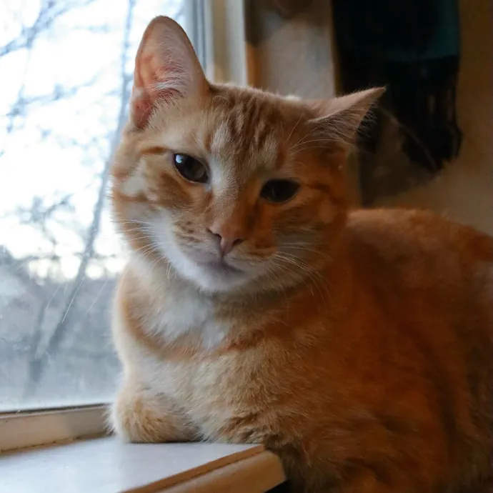 For The Love Of Felines